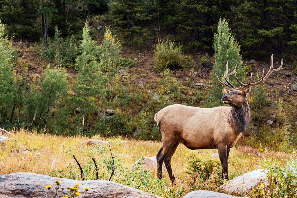 elk pines bull elk