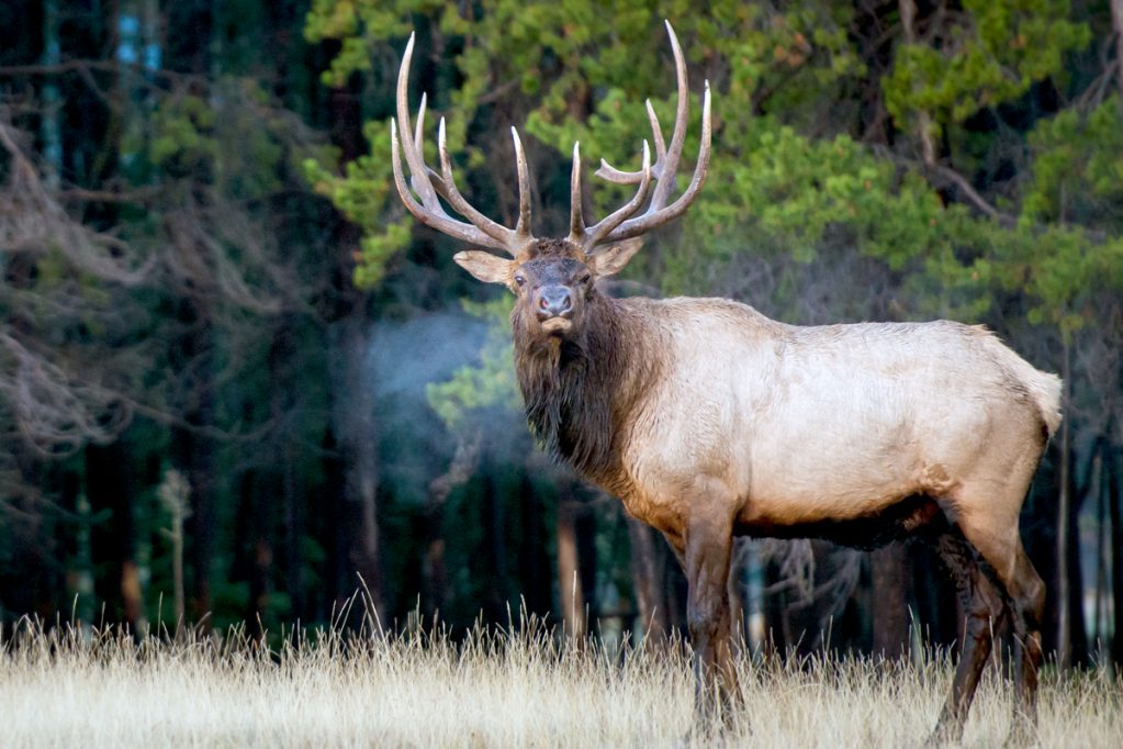 virginia elk hunting